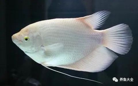 招財(cái)魚有哪些常見疾病