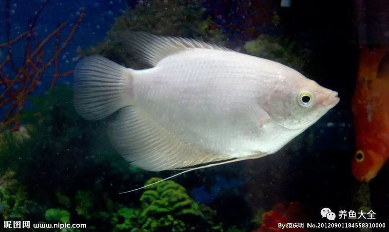 招財(cái)魚有哪些常見疾病