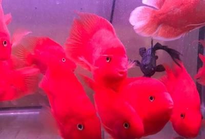 龍魚,鸚鵡魚適合多少水溫：鸚鵡魚和銀龍魚適合的水溫