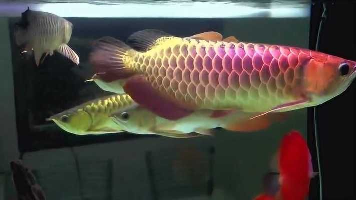 龍魚混養魚缸尺寸標準：龍魚混養的魚缸尺寸標準