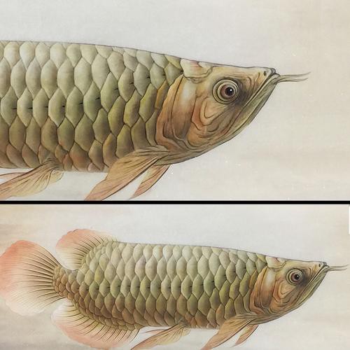 金龍魚素描圖片