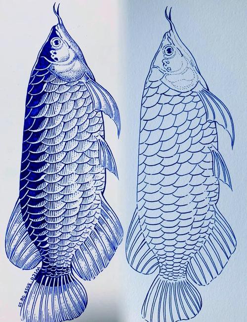 金龍魚素描圖片
