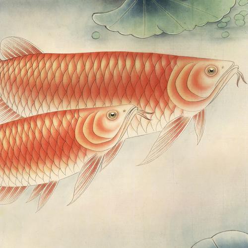 金龍魚素描圖片