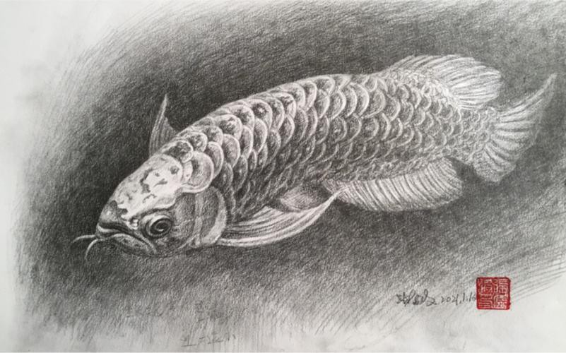 金龍魚素描圖片