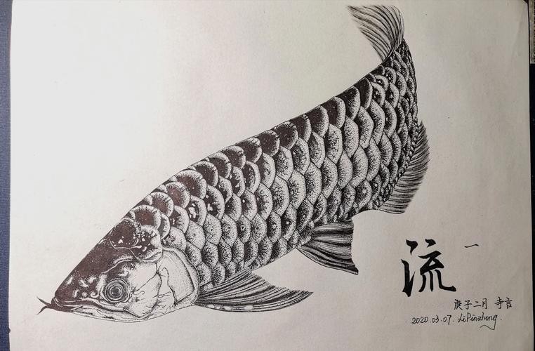 金龍魚素描圖片