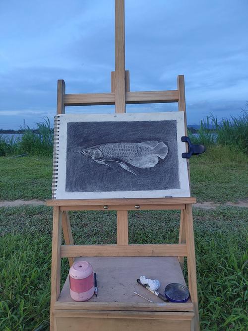 金龍魚素描圖片
