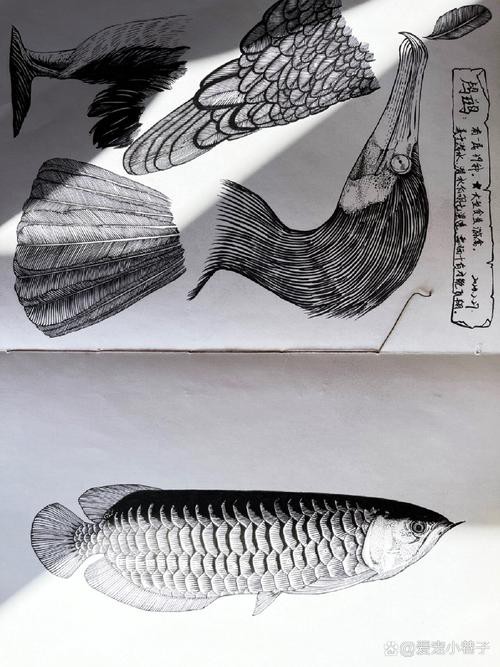 金龍魚素描圖片