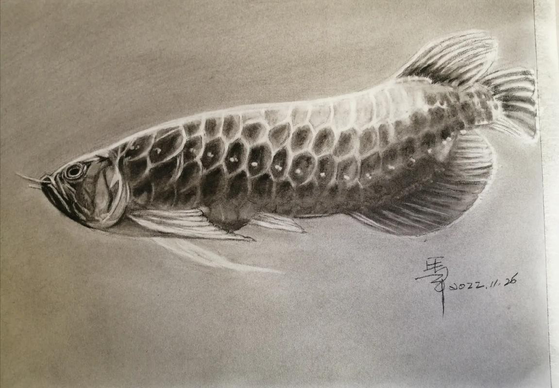 金龍魚素描圖片