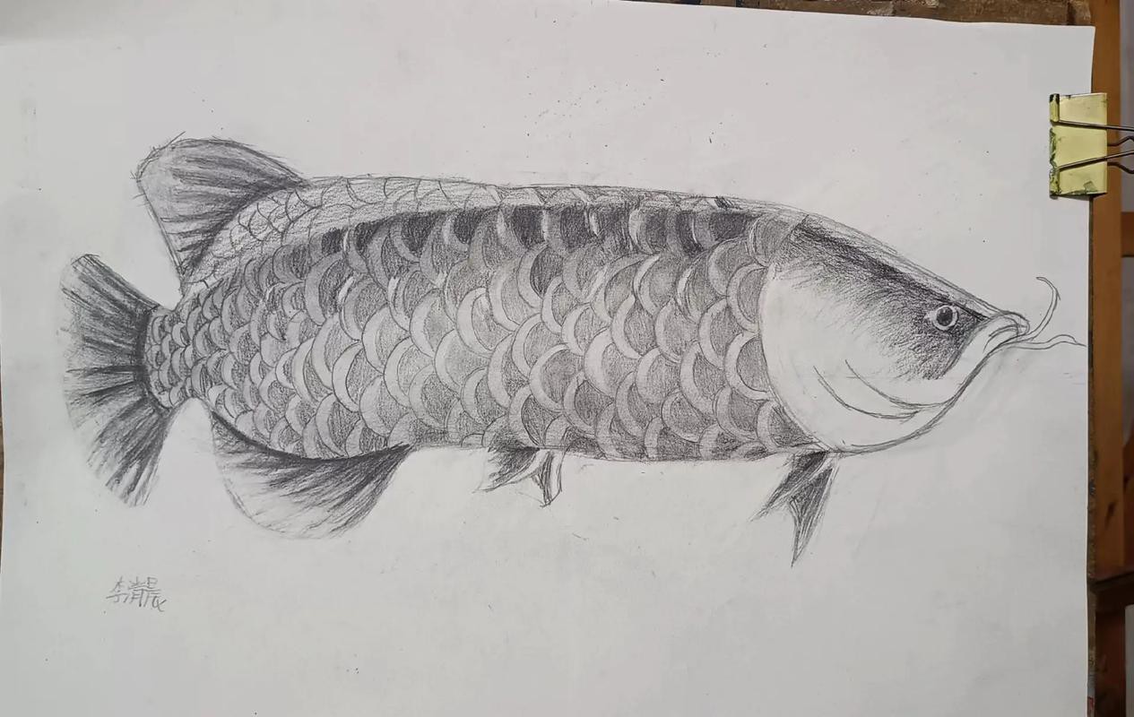 金龍魚素描圖片
