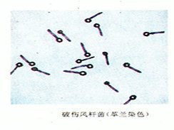 龍魚被咬傷會留下疤痕嗎
