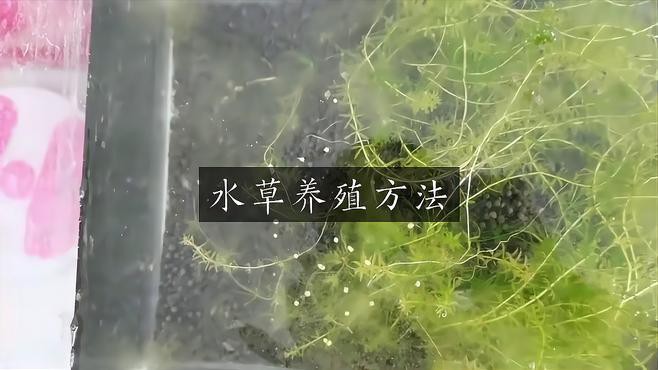 金龍魚缸內適合種植哪些水草？