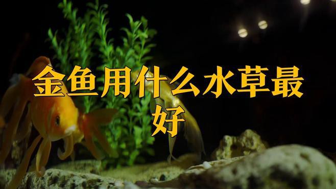 金龍魚缸內適合種植哪些水草？