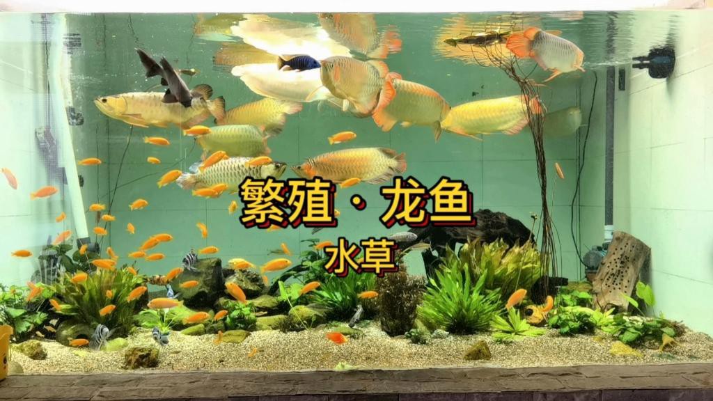 金龍魚缸內適合種植哪些水草？