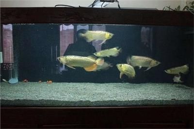 金龍魚和七彩能混養嗎：金龍魚和七彩神仙魚是否能夠混養取決于多個因素