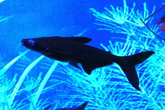 淡水鯊魚可以和龍魚混養嗎：淡水鯊魚可以和龍魚混養嗎？