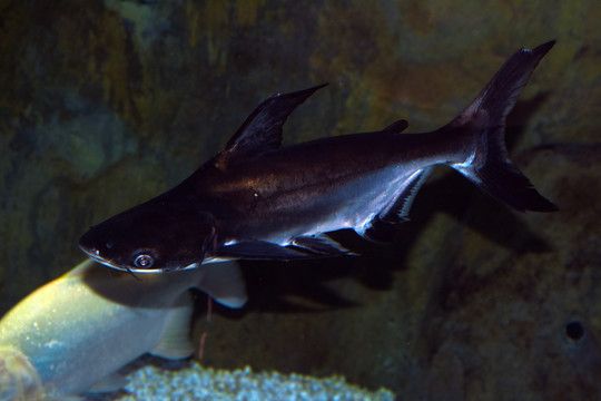 淡水鯊魚可以和龍魚混養嗎：淡水鯊魚可以和龍魚混養嗎？