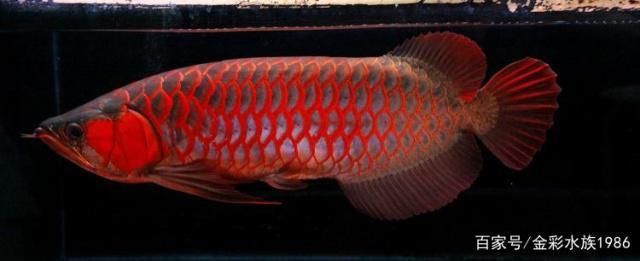 龍魚繁殖方式：如何判斷龍魚配對成功