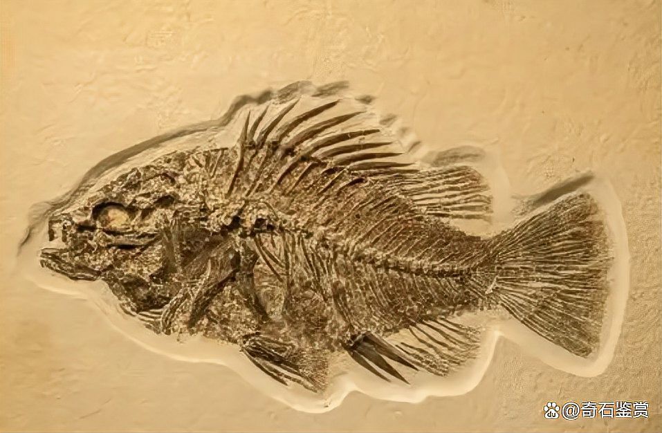 云南龍魚化石圖片