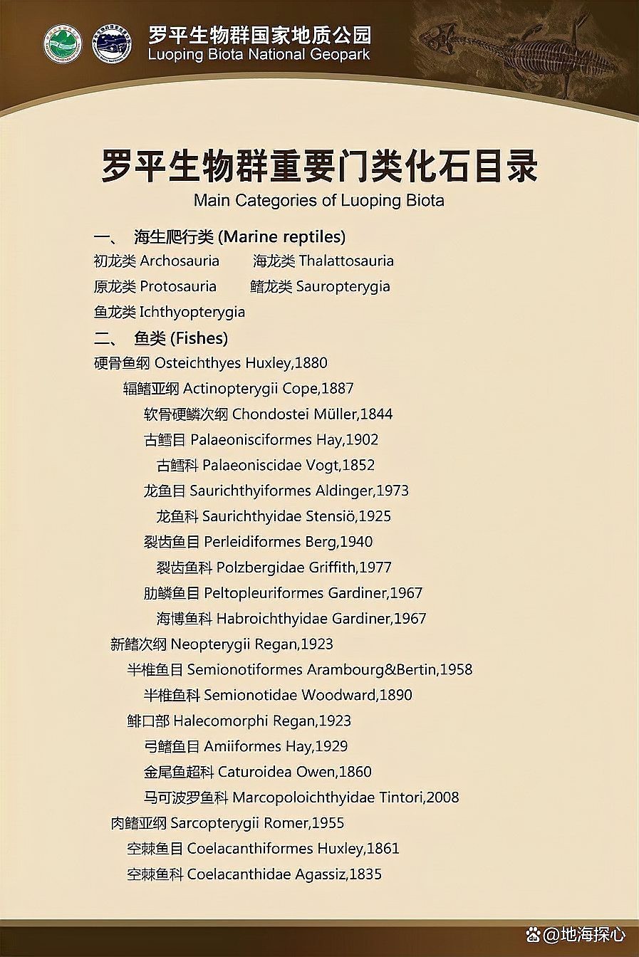 云南龍魚化石圖片