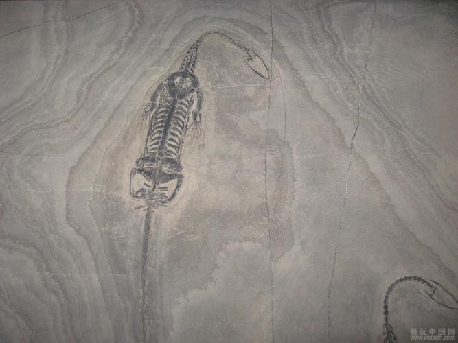 云南龍魚化石圖片