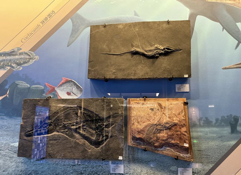 云南龍魚化石圖片