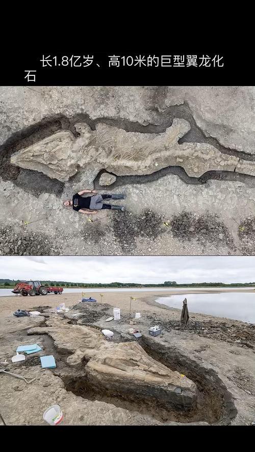 云南龍魚化石圖片