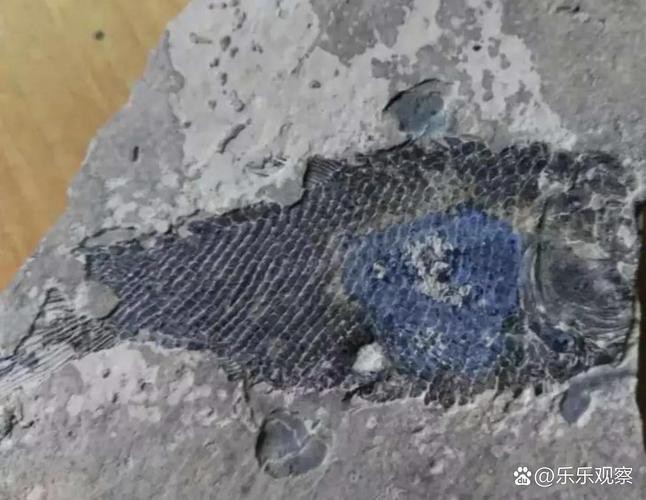 云南龍魚化石圖片