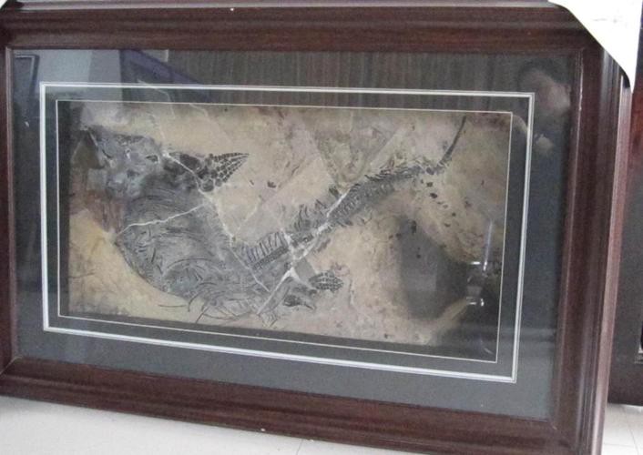 云南龍魚化石圖片