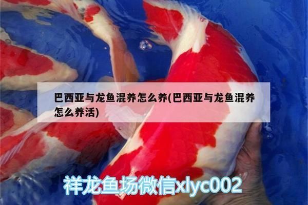 巴西亞魚與龍魚混養(yǎng)技巧，巴西亞魚與龍魚混養(yǎng)的技巧