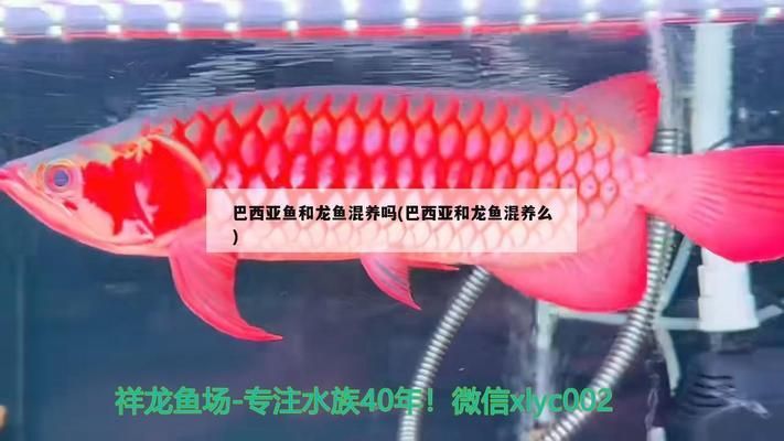 巴西亞魚與龍魚混養(yǎng)技巧，巴西亞魚與龍魚混養(yǎng)的技巧