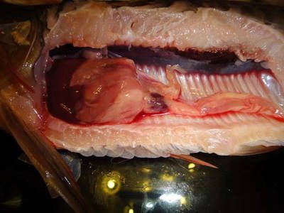 龍魚細菌性感染怎么治療：如何治療龍魚細菌性感染