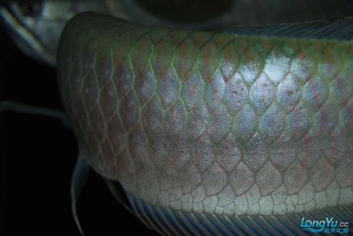 如何判斷銀龍魚品質(zhì)的優(yōu)劣？