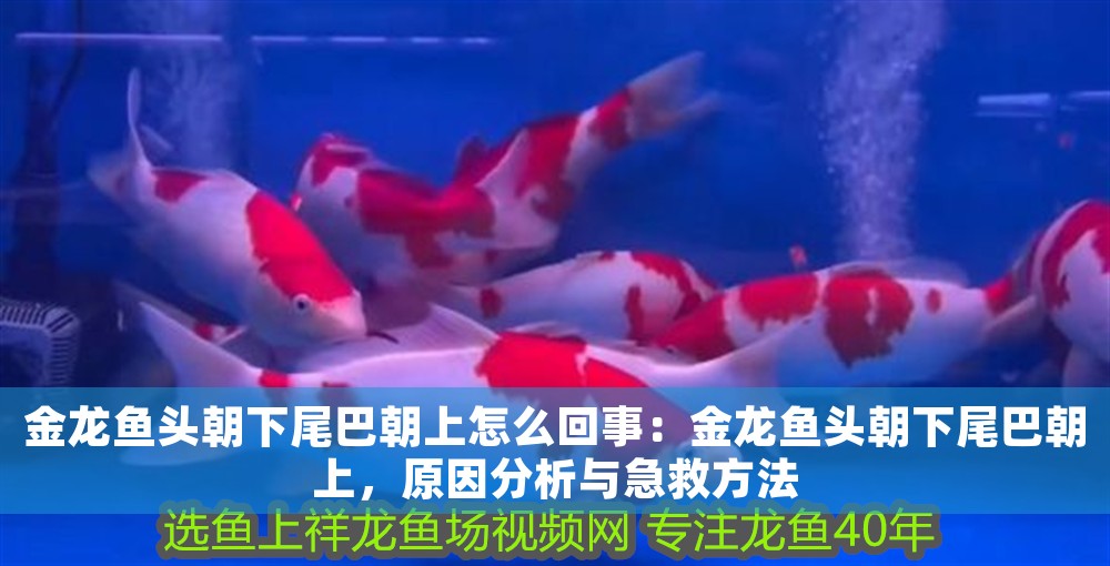 金龍魚(yú)頭朝下尾巴朝上怎么回事：金龍魚(yú)頭朝下尾巴朝上，原因分析與急救方法