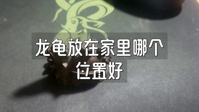 龍龜擺放禁忌有哪些