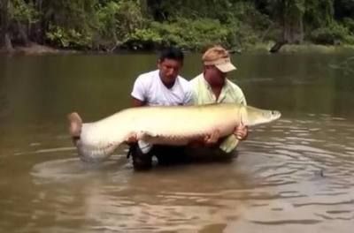 過(guò)背金龍魚(yú)10多斤（10多斤的過(guò)背金龍魚(yú)價(jià)格） 過(guò)背金龍魚(yú)10多斤（10多斤的過(guò)背金龍魚(yú)價(jià)格） 龍魚(yú)百科 第1張