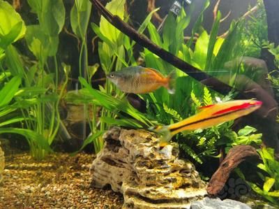 紅眼白子關刀魚苗市場價格（關于紅眼白子關刀魚苗的市場價格并沒有完全相關的直接回答）