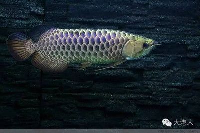 龍魚和飛鳳魚：飛鳳魚和亞洲龍魚、亞洲龍魚、亞洲龍魚、亞洲龍魚混養(yǎng)