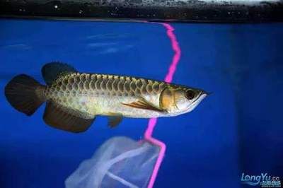 龍魚咀嚼吞咽困難怎么治療龍魚咀嚼吞咽困難治療方法：龍魚吞咽困難怎么治療