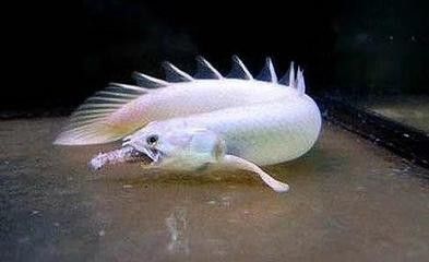 龍魚生小魚,還是產卵：關于龍魚繁殖的一些詳細信息