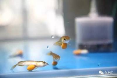 龍魚生小魚,還是產卵：關于龍魚繁殖的一些詳細信息