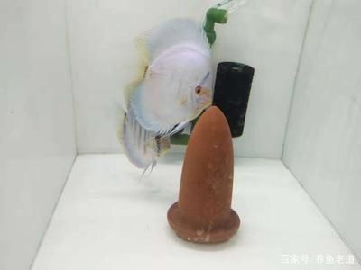 龍魚生小魚,還是產卵：關于龍魚繁殖的一些詳細信息