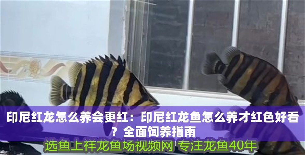 印尼紅龍怎么養會更紅：印尼紅龍魚怎么養才紅色好看？全面飼養指南