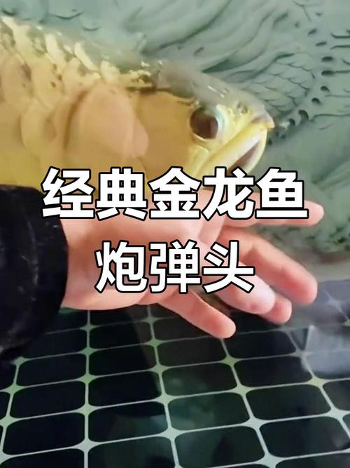 炮彈頭金龍魚的價格是多少？