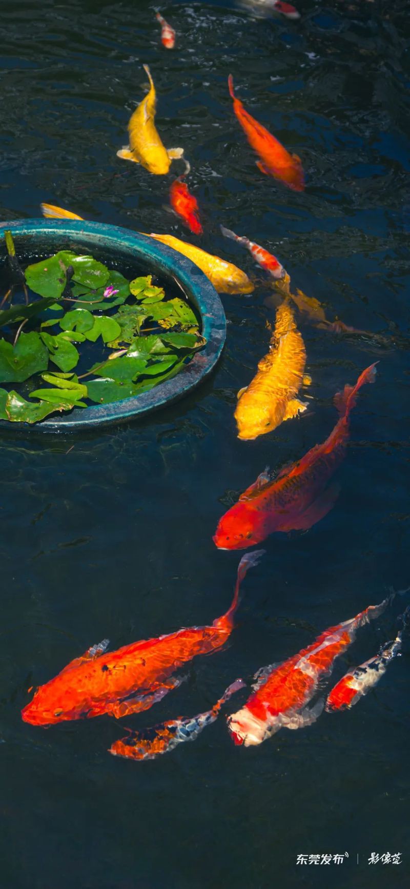有哪些信譽良好的金龍魚場？