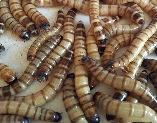 龍魚的食物是什么（龍魚幼魚的喂養(yǎng)技巧，龍魚的喂養(yǎng)技巧，）