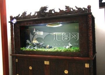 金龍魚(yú)為什么老是在缸底下游動(dòng)