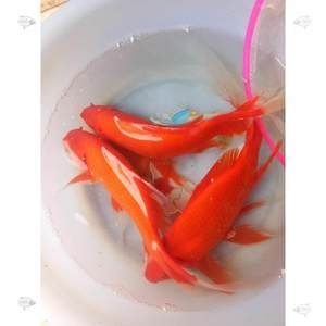 紅龍魚喂活魚好嗎（養紅龍魚注意事項）