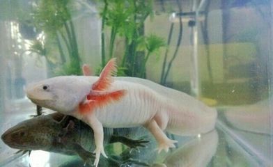 家里養(yǎng)八角龍魚好嗎【家庭飼養(yǎng)八角龍魚的注意事項】