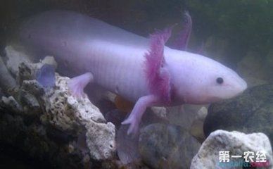 家里養(yǎng)八角龍魚好嗎【家庭飼養(yǎng)八角龍魚的注意事項】