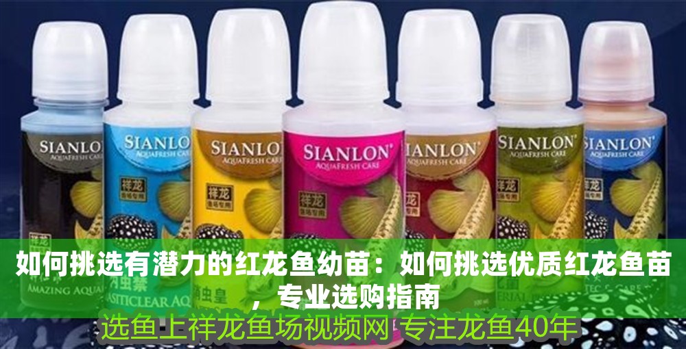 如何挑選有潛力的紅龍魚幼苗：如何挑選優(yōu)質(zhì)紅龍魚苗，專業(yè)選購指南